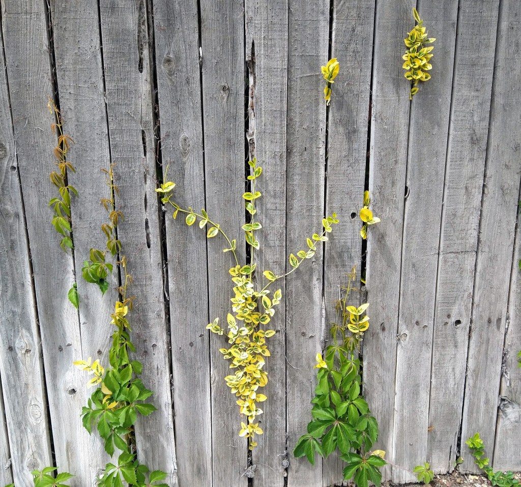 Joy for the&nbsp;Journey