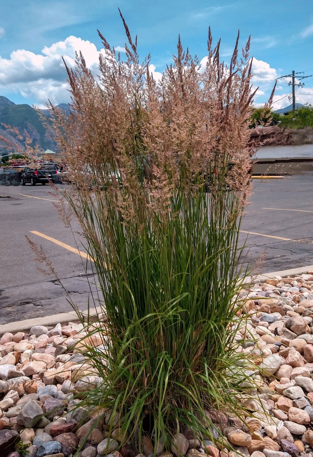 Donning a Straw&nbsp;Hat