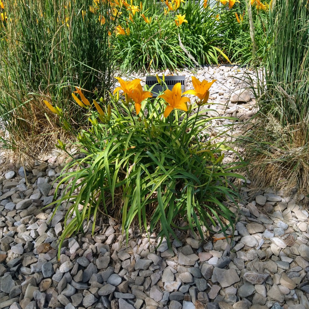 A Step Out of&nbsp;Victimhood!