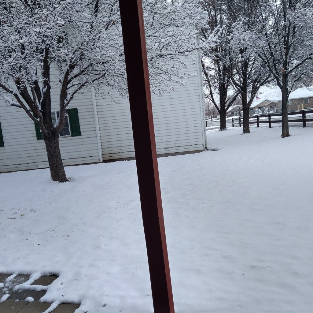 You Provide for the&nbsp;Birds!