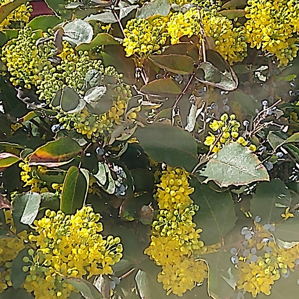 Bush with green and some brown leaves with yellow clustered tiny blossoms.